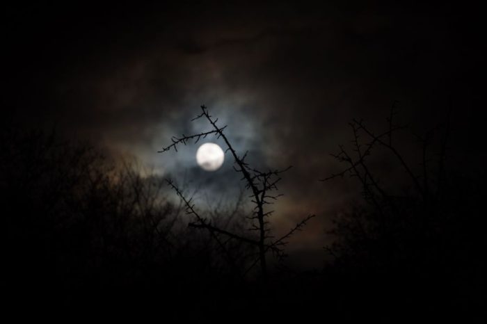 The moon is pictured behind a bare tree in Dresden, eastern Germany, on December 12, 2016. Germany OUT / AFP / dpa / Arno Burgi