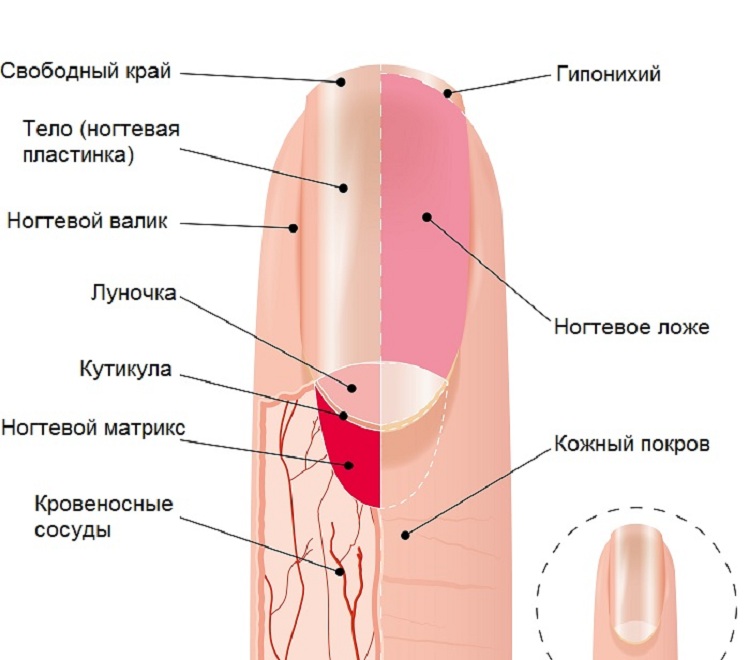 Где у волос точка роста