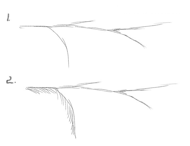 kak_narisovat_vetku_eli1