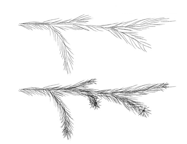 kak_narisovat_vetku_eli2