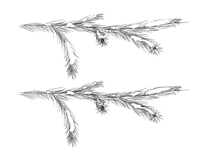 kak_narisovat_vetku_eli3