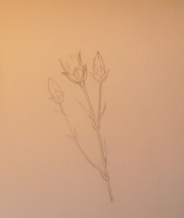 risunok-na-9-maja-poehtapno-karandashom-2