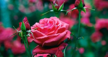 113740936_large_5177462_original