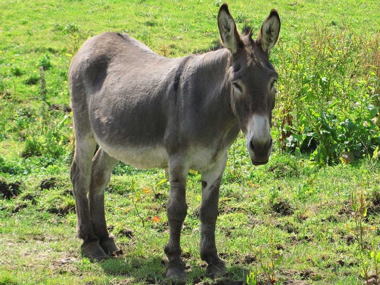 domashnij-osel-foto-6