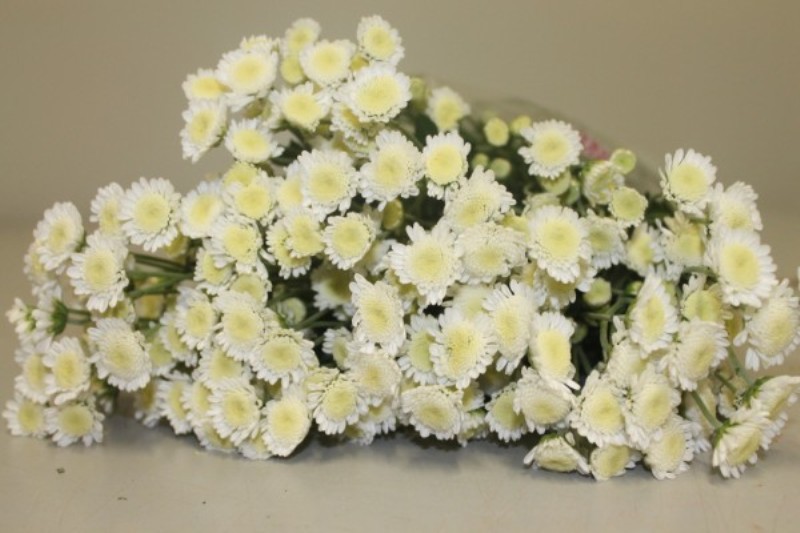 Хризантема сталион белая фото
