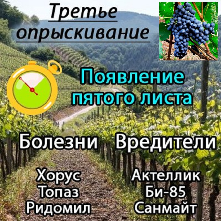 Карта обработки винограда