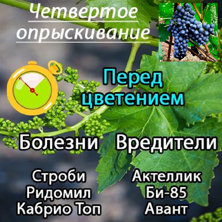 Обработка винограда от болезней и вредителей пошаговый план