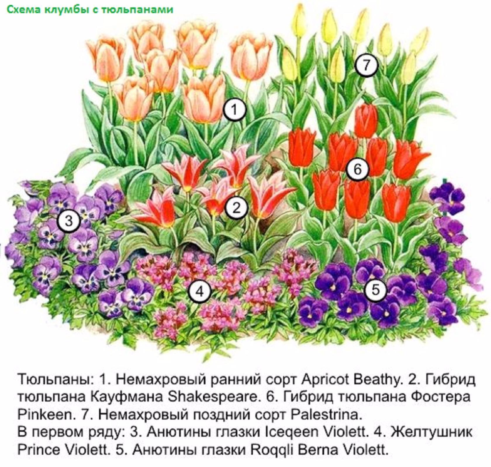 Весенняя клумба из луковичных схема