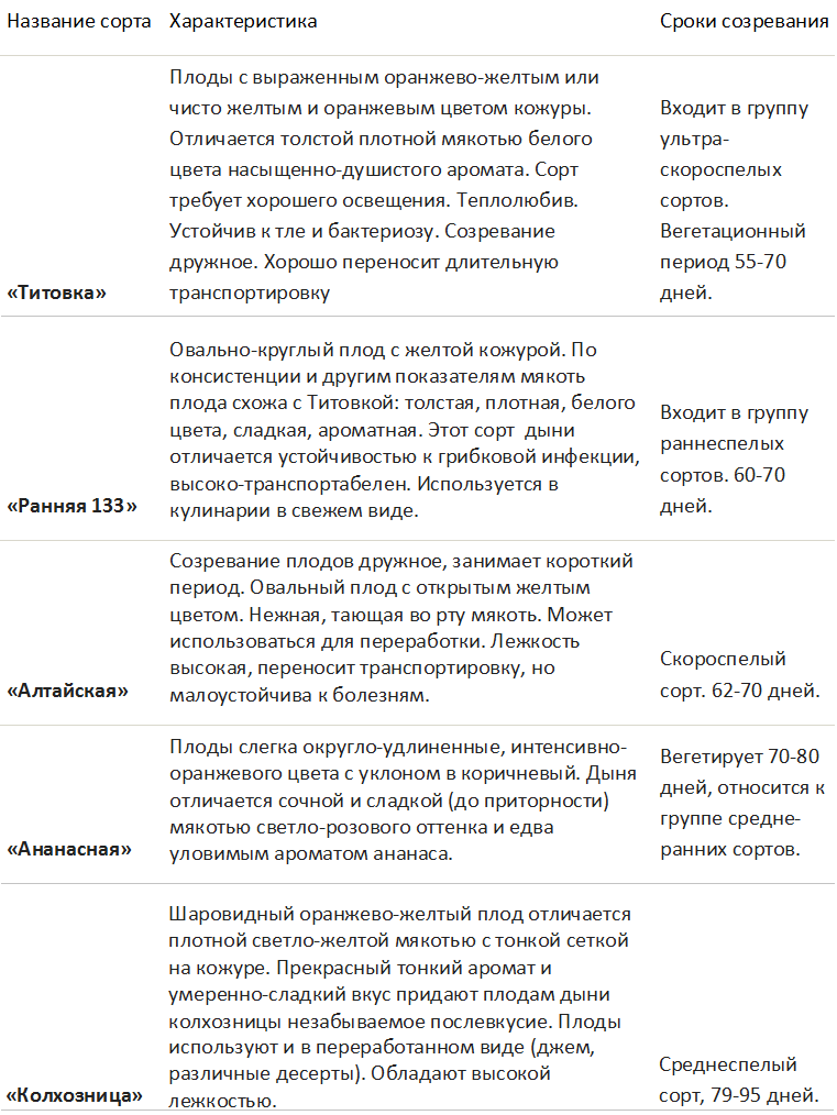 Как вырастить дыню на Урале в теплице: посадка и уход