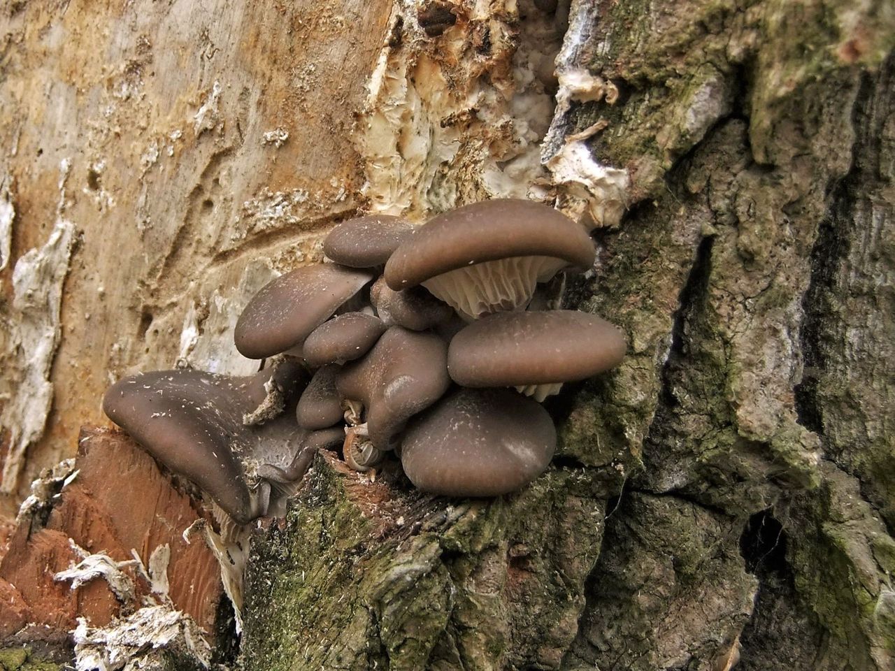 Ранние грибы в России