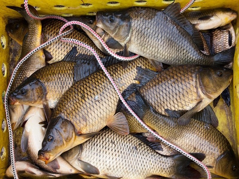 1430828220-kakoy-karp-v-sentyabre