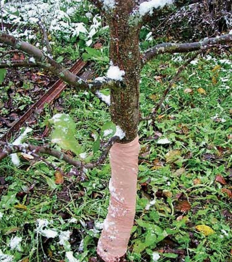 как защитить деревья от мороза