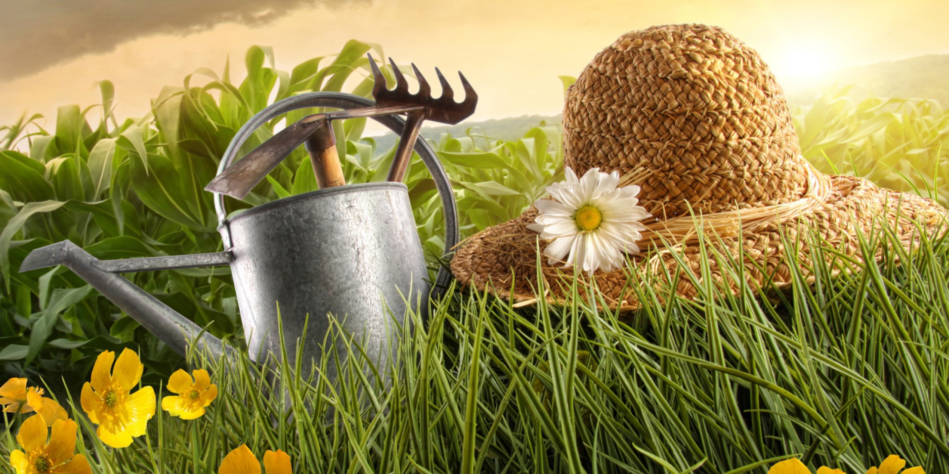 lebeda-raskidistaya-lebeda-sadovaya_5_large-35