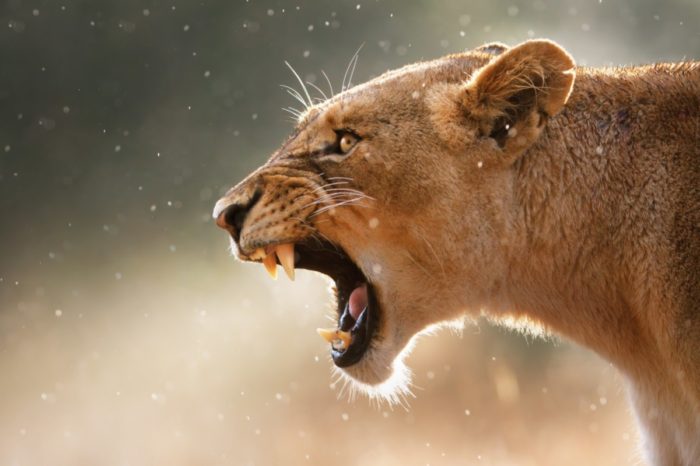 SOUTH AFRICA- Lionesses are fearsome hunters who kill their prey with a crushing bite to the windpipe. (Photo credit: Johannes Gerhardus Swanepoel)