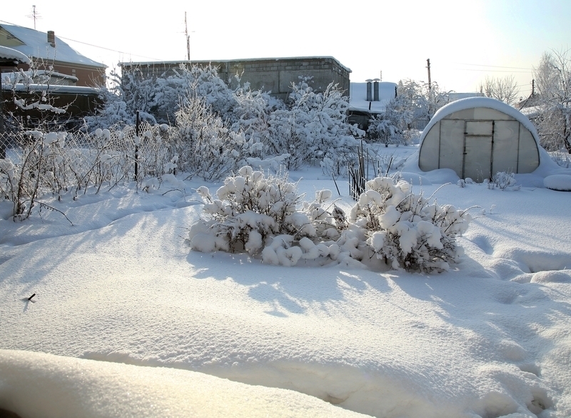 abrikos-v-sibiri-kak-vyrastit-yuzhnyj-frukt-v-surovyh-klimaticheskih-usloviyah-5