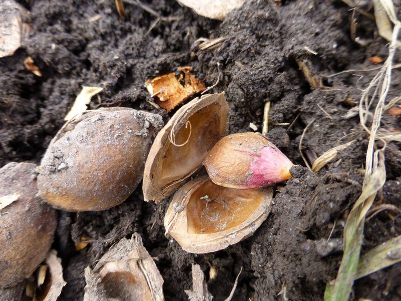 kak-vyrastit-abrikos-iz-kostochki-prorashhivanie-abrikosovoj-kostochki