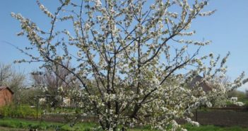 vremja-cvetenija-chereshni