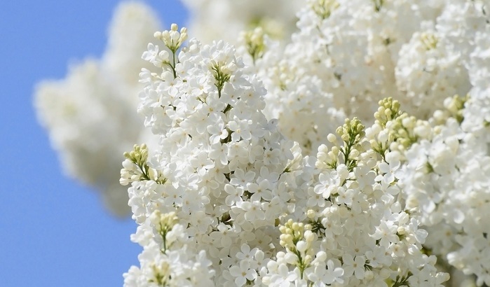 148084666_3085196_siren