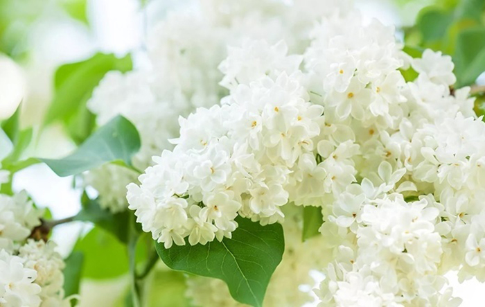 148084668_3085196_siren_1_