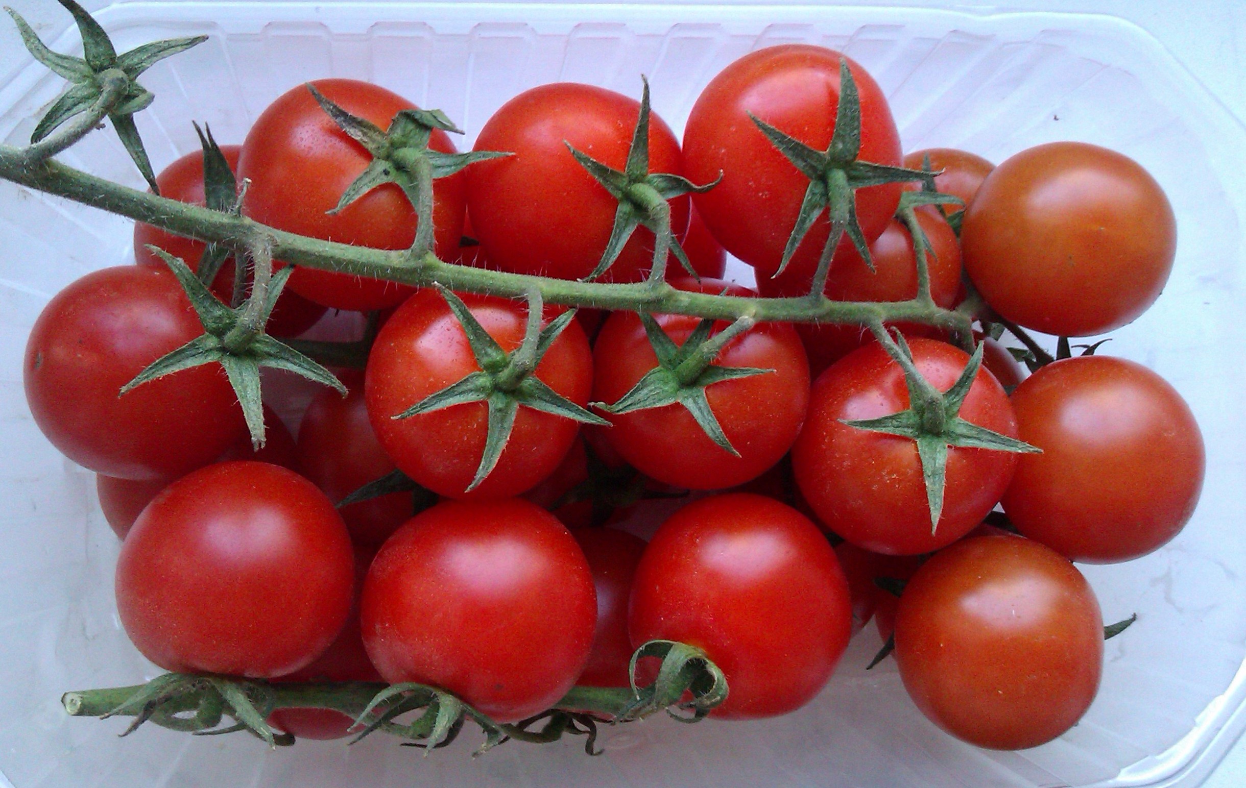 Гибриды томатов для открытого грунта. Томат Ажур f1. Томат Афродита f1. Томат черри Урожайный. Томат детерминантный черри.