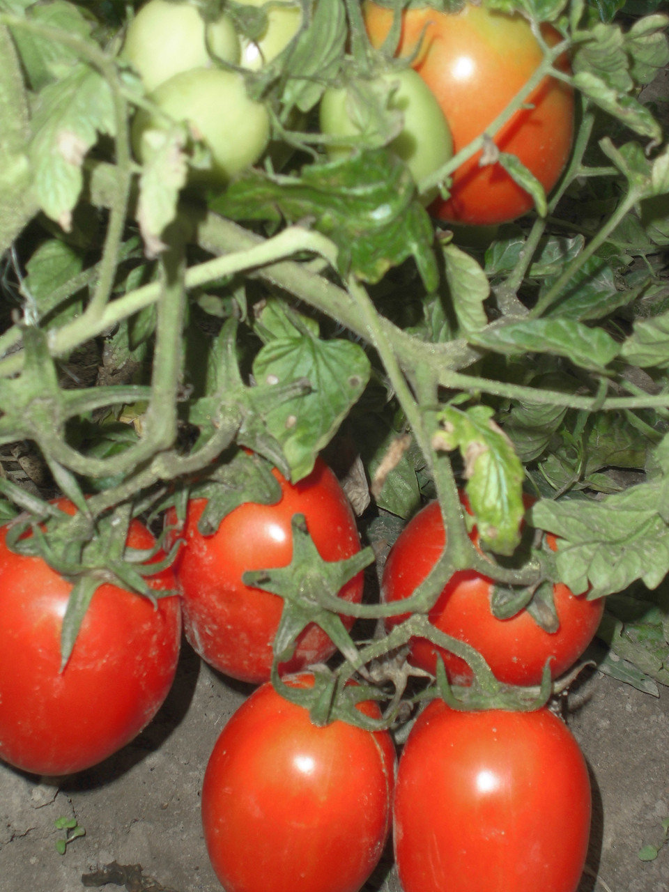 963566281_semena-tomatov-roma