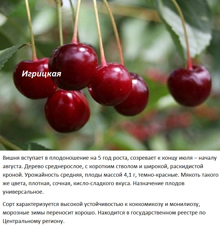What Fruit Grows at High Altitude? - Backyard Sidekick
