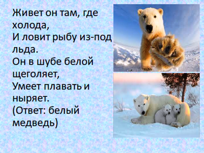 Загадка про медведя. Загадка про белого медведя для детей 6-7. Загадка про белого медведя. Загадка про белого медведя для детей. Стих про белого медведя.