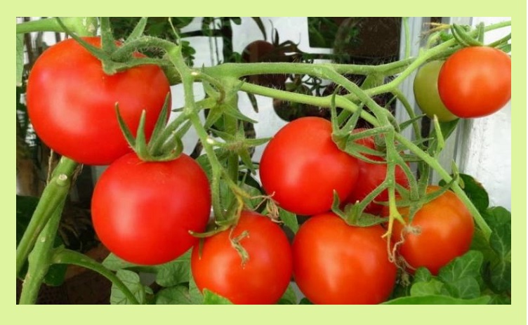 Янтарная кислота для томатов применение на огороде