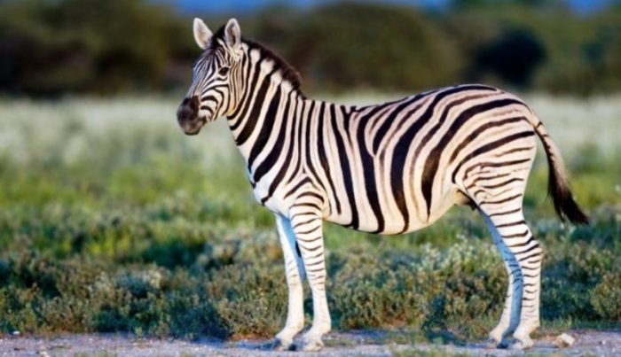 zebra