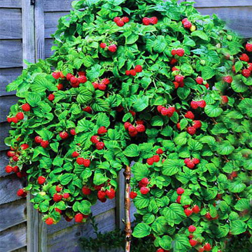 bcb8e33b073e70c3b0856787420502f4