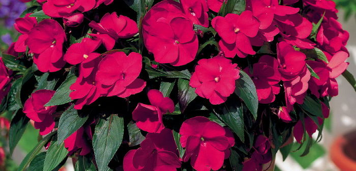 142_impatiens-new-guinea-paradise-martinique