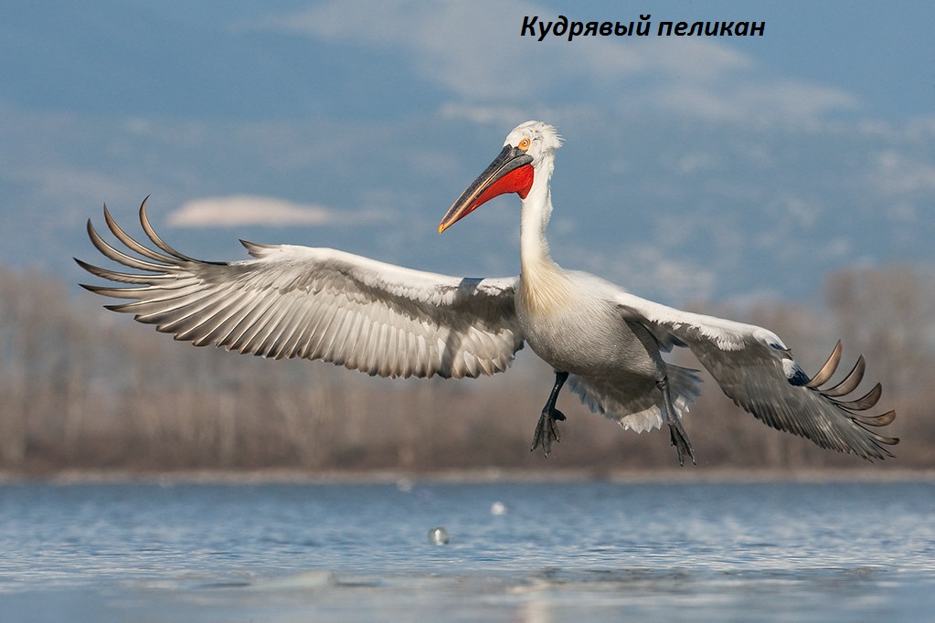 Dalmatian Pelican (Pelecanus crispus) at the Lake Kerkini, Macedonia, Greece. February 2009 Mission: Dalmatian Pelican © Jari Peltomaki / Wild Wonders of Europe P.O.Box 42, FIN- 91901 LIMINKA, Finland mobile: +358-40-5919120 email: jarimobile: +49 0170 937 57 89 email: jari@finnature.fi www: www.finnature.fi, www.birdphoto.fi