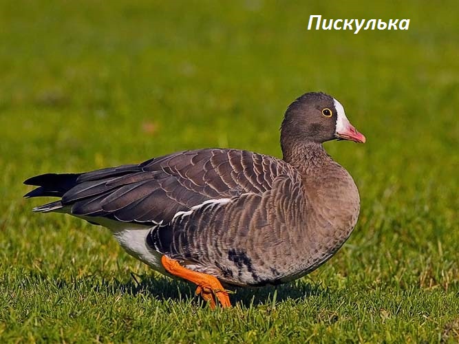 Lesser White-fronted Goose_3037, Helsinki, October 2005