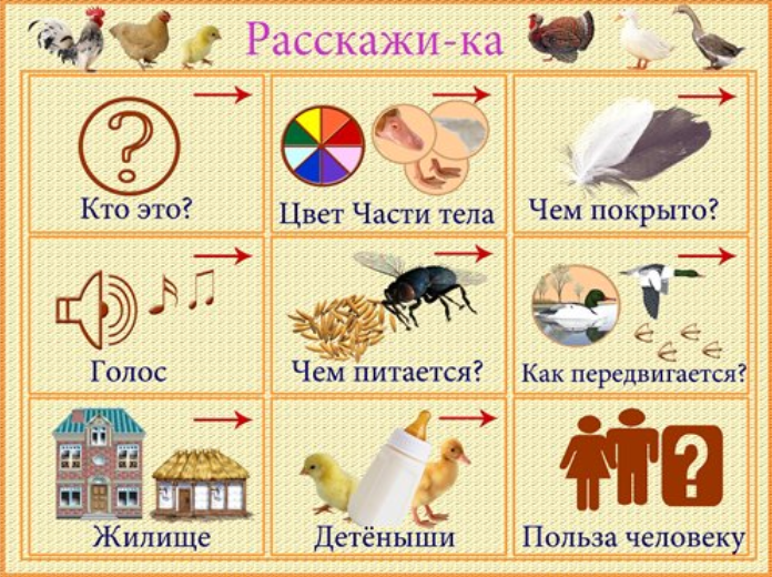 Схема описательного рассказа о диких животных