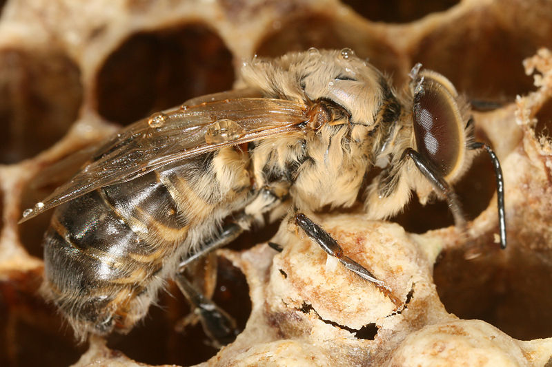 Význam včel v přírodě a lidském životě. včelí královny trubčí dělnice včela