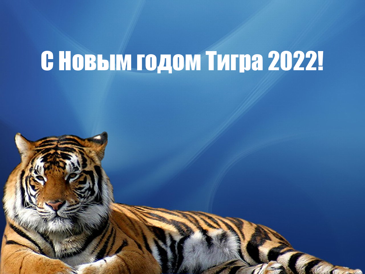 Сценки На Новый Год Тигра 2022