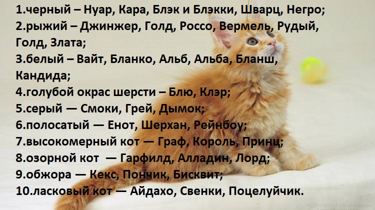 Как можно назвать котенка мальчика