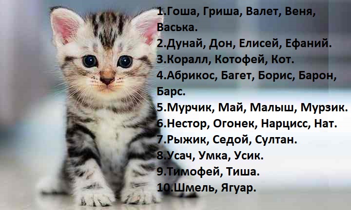 Кличка для белого кота мальчика. Cat Indoor. Cats poem. Poems about Cats. Only Cats.