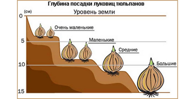 posadka-tulpanov-vesnoy-sroki-pravila-21