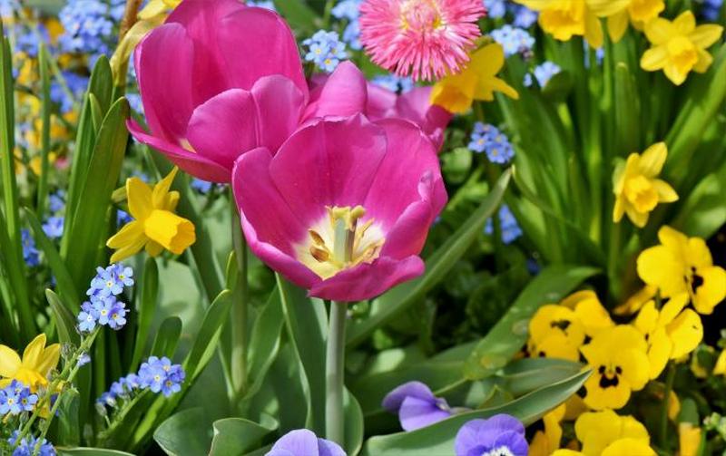 tulip-3316491_1920