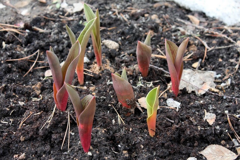 tulp2