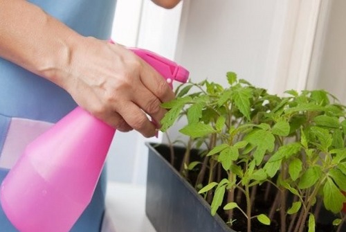 zola-dlya-krepkoj-i-zdorovoj-rassady-1