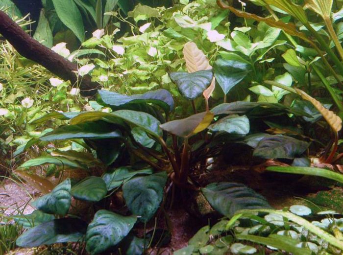 24-2-anubias-coffeifolia