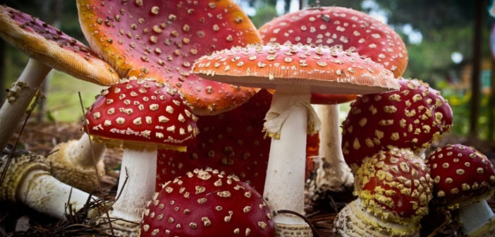 v-velikom-novgorode-vsled-za-kurganom-nachali-prodavat-mukhomory