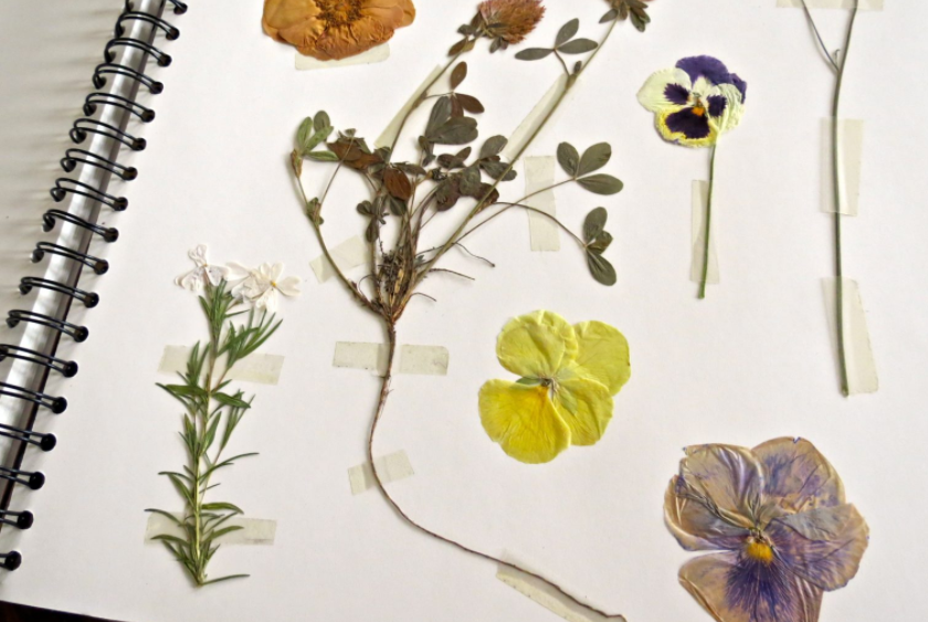 Как сделать гербарий своими руками в садик