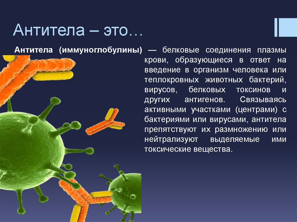 Иммунный ответ белки. Антитела (иммуноглобулины): presentation. Антритеил. Антитела в крови. Антитела это.