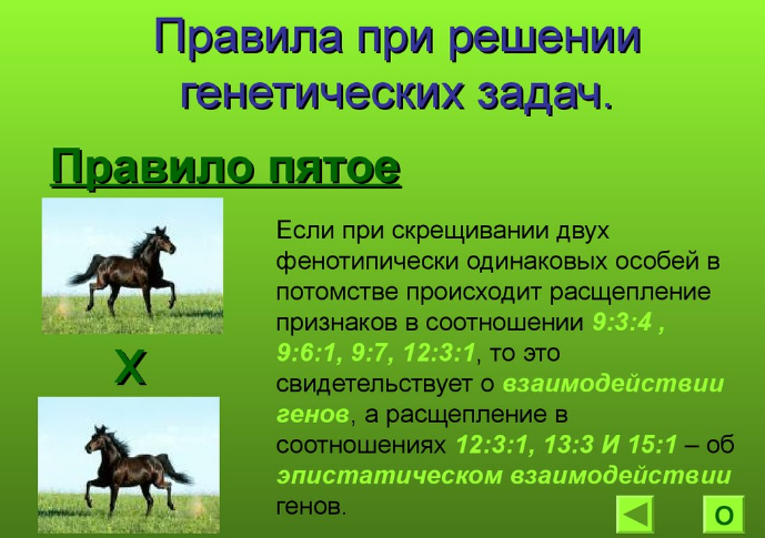 7lorpimschya