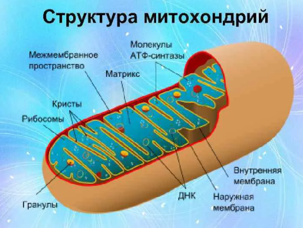 Соотнесите объекты с их обозначениями на рисунке гранула запасных веществ межмембранное пространство