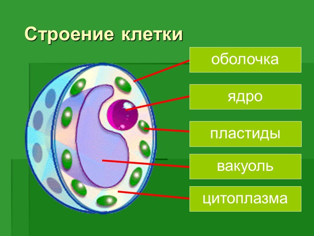 Составляющие любой клетки. Структура клетки растения биология 6 класс. Схема клетки растения 5 класс биология. Строение органической клетки. Строение клетки простая схема.