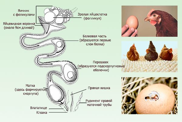 mogut-li-kury-bez-p876543